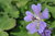 Geranium renardii 'Philipe Vapelle'