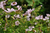 Geranium x oxonianum 'Rebecca Moss'