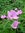 Geranium x oxonianum 'Rose Claire'