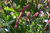 Persicaria amplexicaule 'Seven Oaks Village'