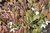 Epimedium diphyllum ssp. kitamaranum