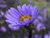 Aster - Herbst-Aster