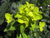 Euphorbia - Wolfsmilch