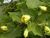 Kirengeshoma - Wachsglockenblume
