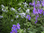 Amsonia tabernaemontana var. salicifolia x hubrichtii