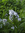 Amsonia tabernaemontana var. salicifolia x hubrichtii