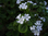 Brunnera macrophylla 'Betty Bowring'