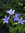 Campanula lactiflora 'Prichards Variety'