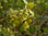 Epimedium pinnatum ssp. colchicum