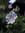 Geranium ibericum 'White Zigana'