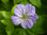 Geranium nodosum 'Svelte Lilac'