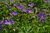 Geranium sylvaticum 'Birch Lilac'