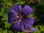 Geranium x magnificum 'Rosemoor'