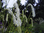 Sanguisorba tenuifolia var. albiflora