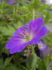 Geranium maculatum 'Spring Purple'