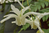 Epimedium grandiflorum ssp. cremeum