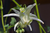 Epimedium grandiflorum ssp. cremeum