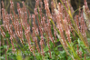 Persicaria amplexicaule 'Roseum'