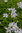 Campanula lactiflora 'Alba'